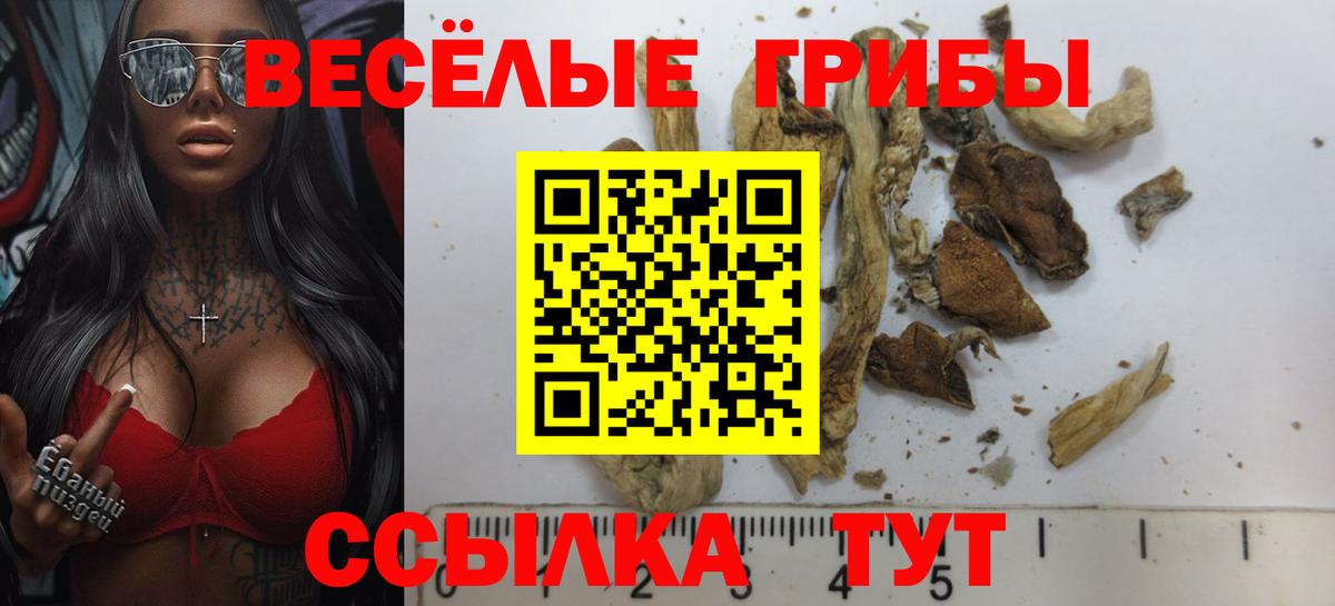 Псилоцибиновые грибы Cubensis Гудермес